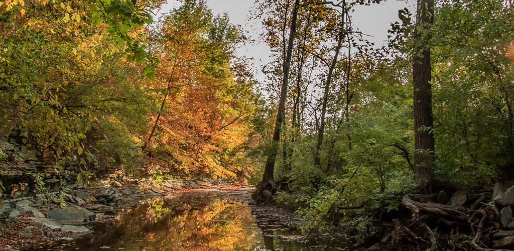 At Paradise Park, a Masonic Club in the Woods