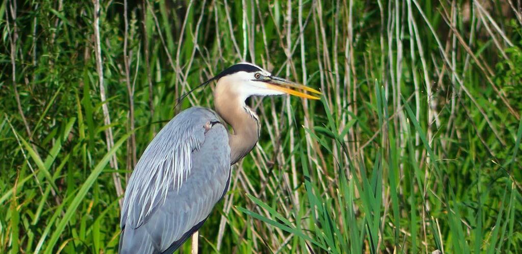 Crane in the weeds