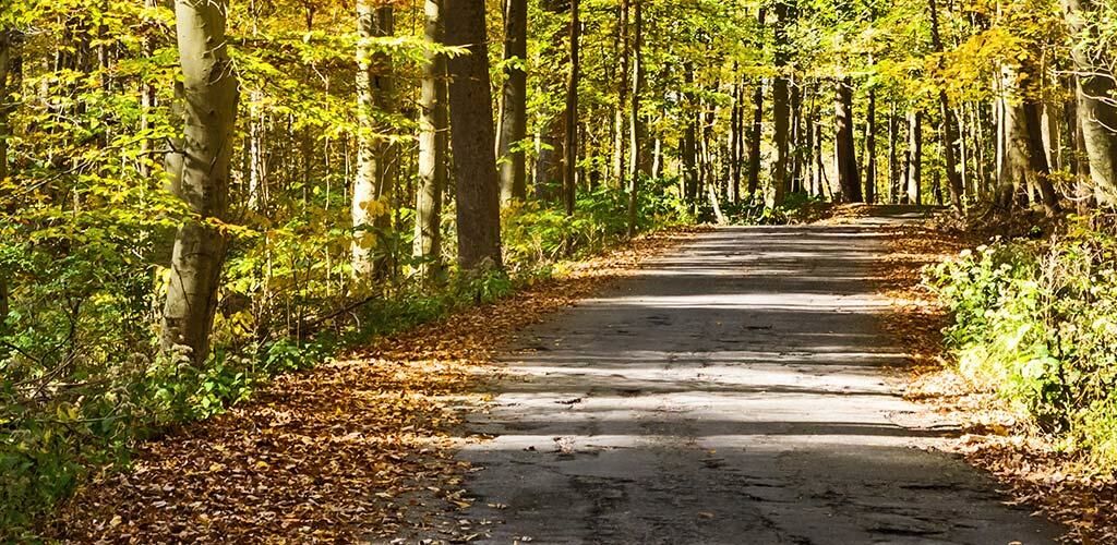 Road through the trees