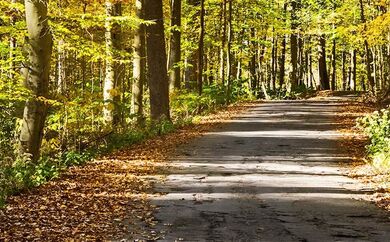 Road through the trees